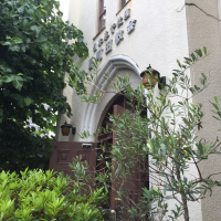 百周年の年に植えたオリーブの木